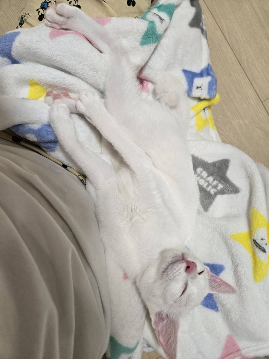 noaru529's tweet photo. トライアルも終了し、正式にうちの子になりました！
「みるく」です✨
好奇心旺盛な弾丸やんちゃ弟な、みーくん🐱
今のとこ白猫でかぎしっぽな、のあると真反対男子✨
これからここにも登場すると思うのでのあると一緒に見守ってくださいませ😊 https://t.co/D4tgQJXNes