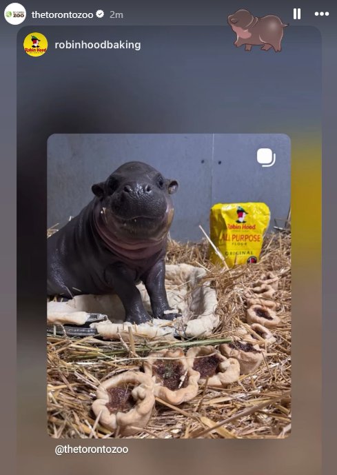 prottlegang11's tweet photo. YO FIRST VALID MOODENG ON ROBINHOOD??

Toronto zoo just posted their new moodeng Maple with a brand called Robinhood Baking

Apparently theres alot of lore with robinhood bakery in canada and it's fully supported by Toronto Zoo

This makes Maple the first valid moodeng on robinhood? genny

https://t.co/tglZh8YINa

https://t.co/dqaGhvOXEG