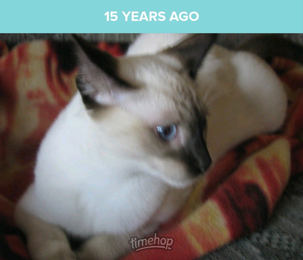 DBFrisk2001's tweet photo. From 2011. A couple pictures of my parents' kitty, Dexter, who was 6 and a half months old at that time. It's hard to believe that these days, he is 15 and a half years old!! https://t.co/mBSqpoqfAn