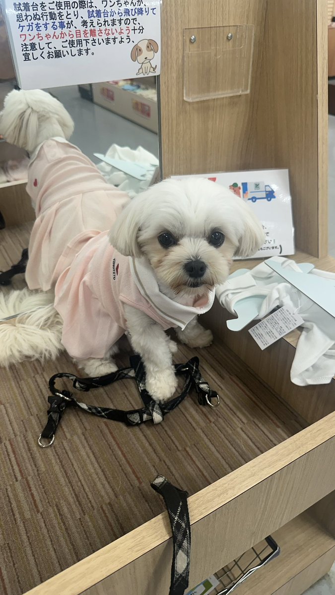 miyo0814's tweet photo. ママが2週連続、講習受けに
行ってる為、リアたんにお詫びに
可愛い洋服をプレゼント- ̗̀🎁 ̖́-

白とピンク悩んだ🤔結果
ピンクになりました🥰

その後、ライトアップされた
ららぽーとで夜散歩🐾

 #犬のいる暮らし
 #犬のいる幸せ 
 #チワマル https://t.co/dhXGsKN9NK