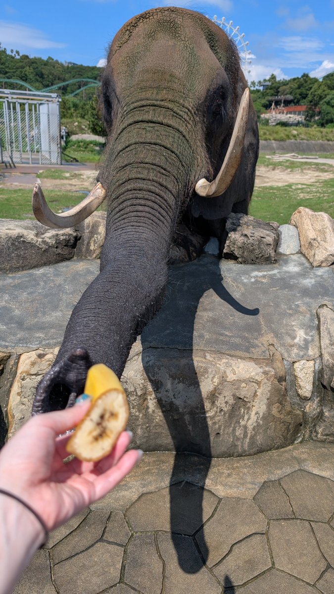 mika11037's tweet photo. いろんな動物に餌あげられるの楽しかったー！！！
サイだけ動画です。 https://t.co/JbWC4VRVJU
