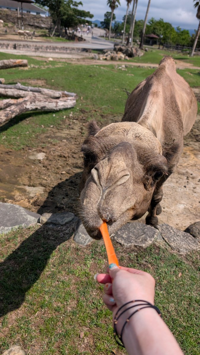 mika11037's tweet photo. いろんな動物に餌あげられるの楽しかったー！！！
サイだけ動画です。 https://t.co/JbWC4VRVJU