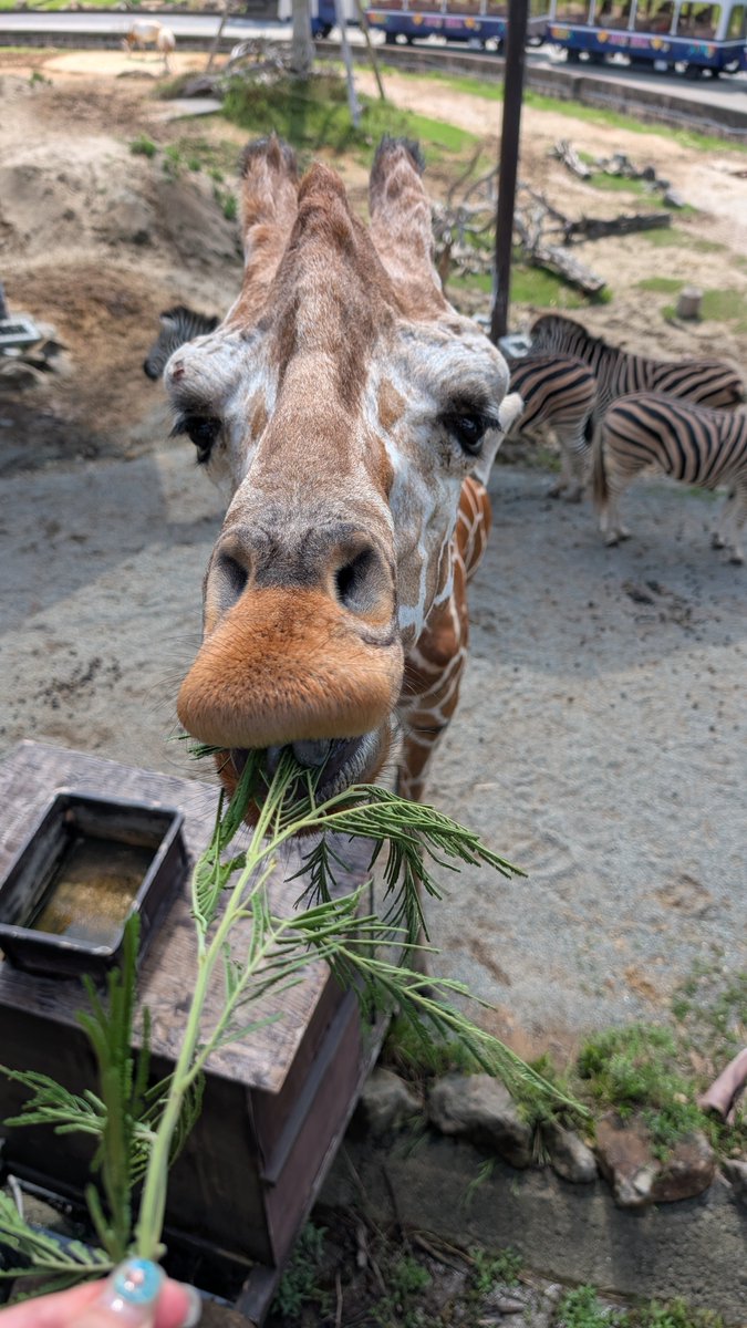 mika11037's tweet photo. いろんな動物に餌あげられるの楽しかったー！！！
サイだけ動画です。 https://t.co/JbWC4VRVJU
