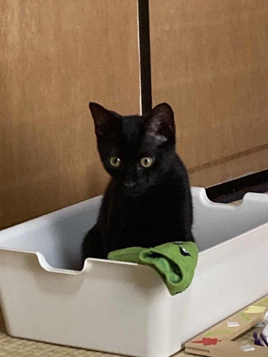 kyuliy03's tweet photo. 凄い躍動感ぬっこ。
と、うちの脱いだ靴下にイタズラするぬっこ😸
かと思ったら甘えん坊なって30分以上抱っこしてたわ笑
しかも抱っこしたまま座ると怒りだすから立ったまま…赤ちゃんかな？👶😸 https://t.co/SHVt0au6Ks
