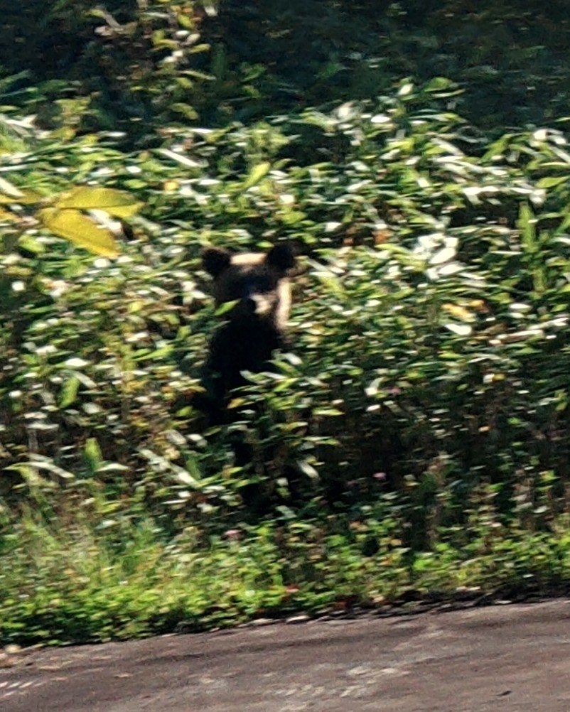 kendoumen_jet's tweet photo. 実家に帰る途中、ヒグマと遭遇した〜〜（今年2度目） https://t.co/8q8kzuiwBp