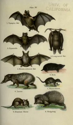 snedgus's tweet photo. Natural history and the park.....The handy natural history, by Ernest Protheroe ......#naturalhistory   https://t.co/pKxK1PIzAw https://t.co/vCOlrvV4dM