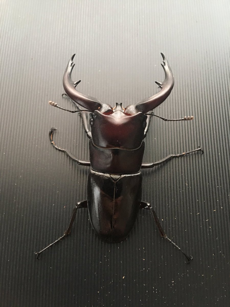 XkzDde9's tweet photo. アマミノコギリ
請島産F3
♂63ミリ掘り出し
ノコギリは羽化力？が高い気がする https://t.co/t0kM5vNC59