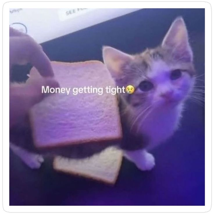 CatPosted's tweet photo. https://t.co/OadfK9QbwT