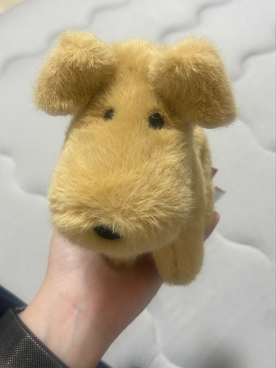 yawarakai_nui's tweet photo. かわいい犬を見つける天才かもしれない https://t.co/TDFEV5ay5I