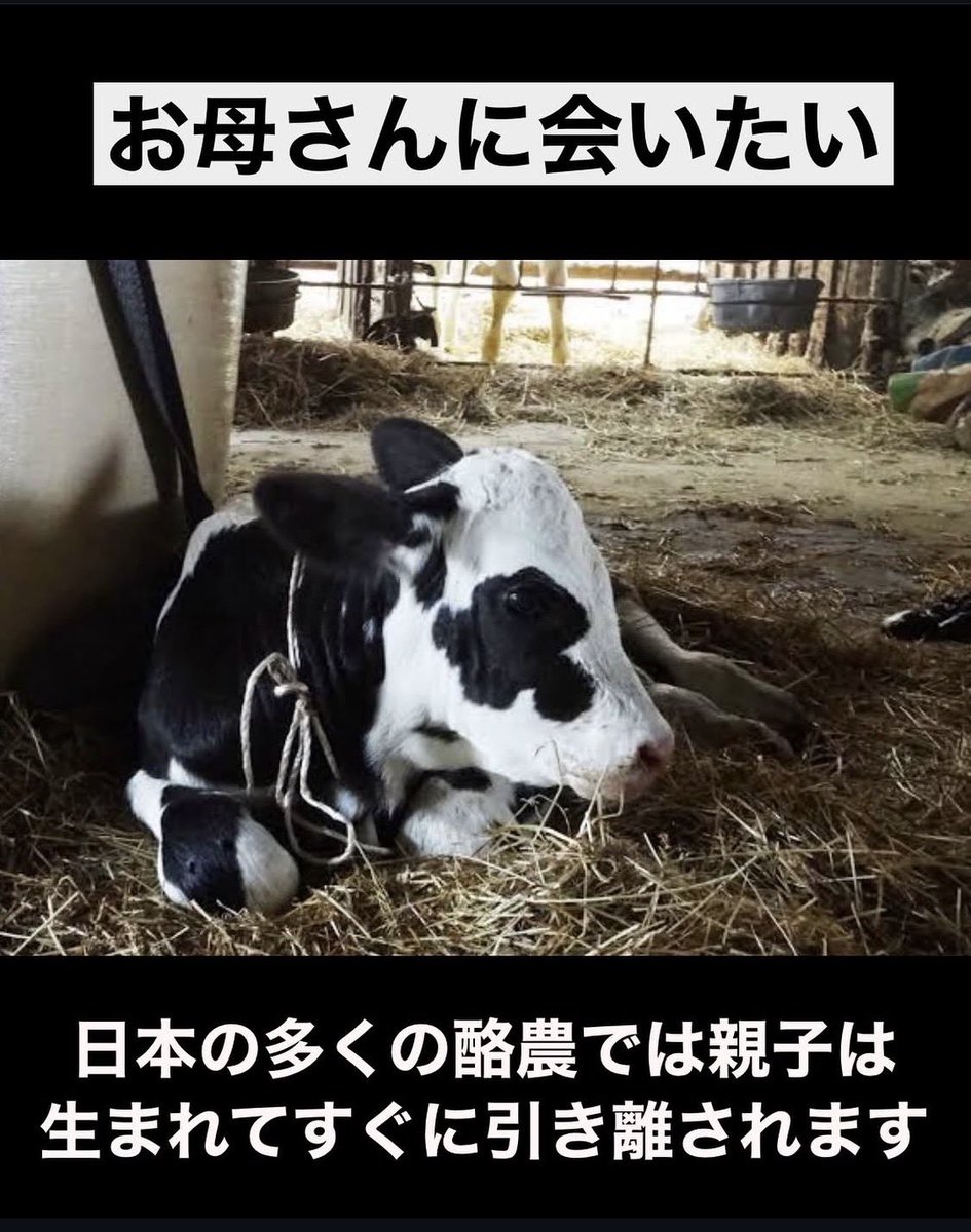 doubutsu_1st's tweet photo. 🐮日本の多くの酪農では、母牛を早く生産レーンに戻すためや、子牛にミルクをたくさん飲まれないために、牛の親子は生まれてすぐに引き離されます。

これが、あなたたち親子なら？

乳製品を、豆乳ヨーグルトやアーモンドミルクなどに代替しよう

#アニマルウェルフェア https://t.co/KfAm3a3t5K