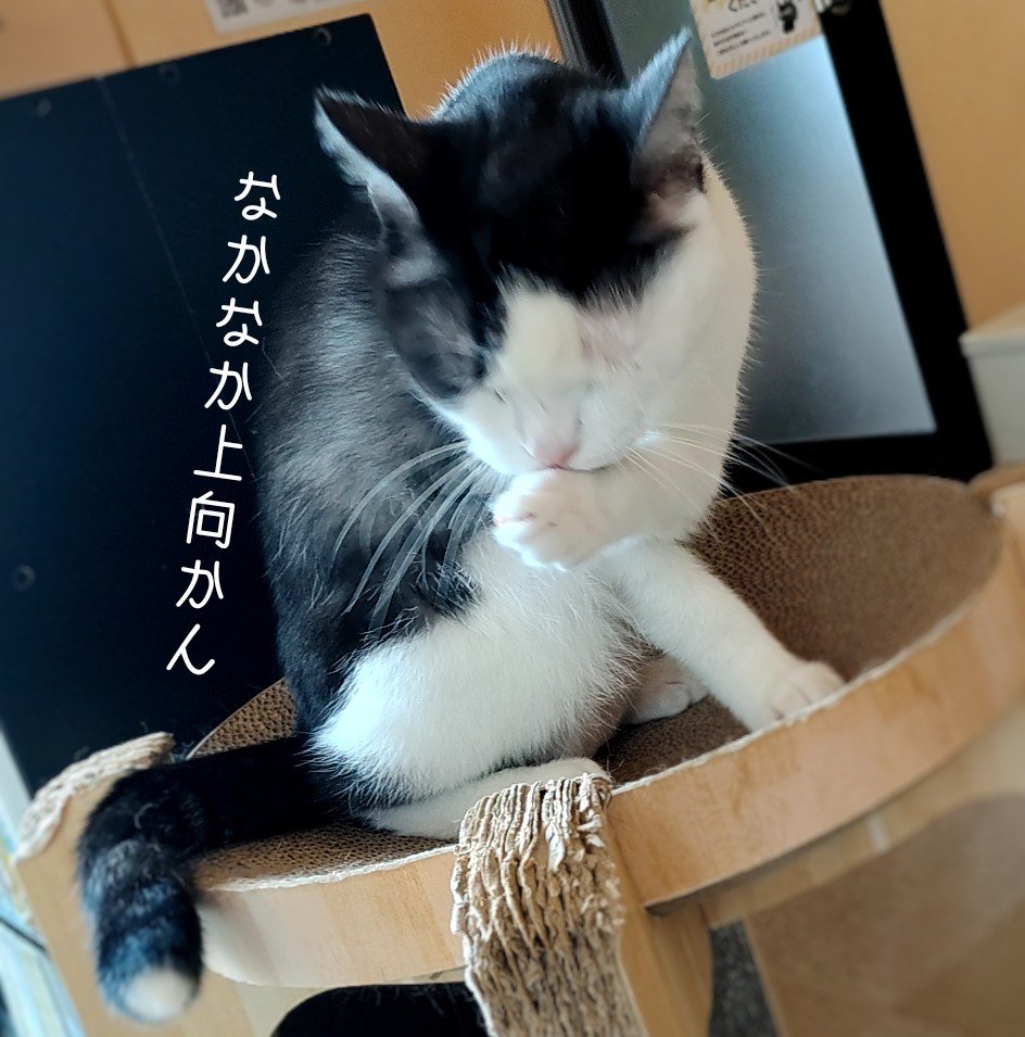 mesineco2's tweet photo. https://t.co/v1eKI39Bx6
↑↑↑
8月の振り返り反省会🐾

ミルナシプラン5㎎増量で気力ゼロが3になった気分だけど、まだまだなんだよな〜。。。

#うつ病 #社会不安障害 #アメブロ https://t.co/kVBAjOISww