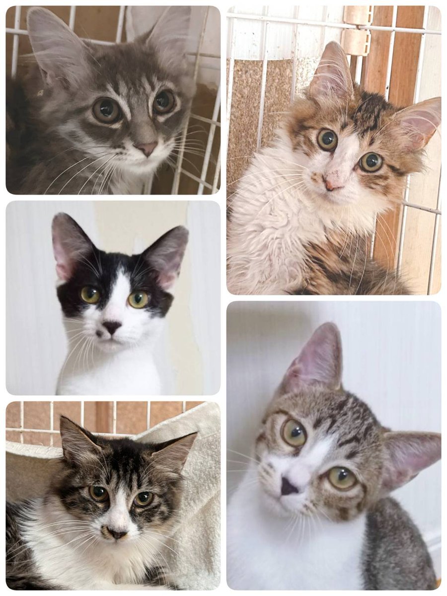 neko3mais's tweet photo. 明日9/13は、ねこざんまい譲渡会＠東日本橋を開催！約40匹の保護猫さんが参加します。価値観すら変わる“運命の出会い”があるかも？！
どうぞ可愛い子達に会いに来てくださいね☺

2026/9/13（日）12:00〜16:00
中央区東日本橋2-22-4
中央区立産業会館2階
💚予約不要💚
#ねこざんまい #保護猫譲渡会 https://t.co/1LBw62eNpR