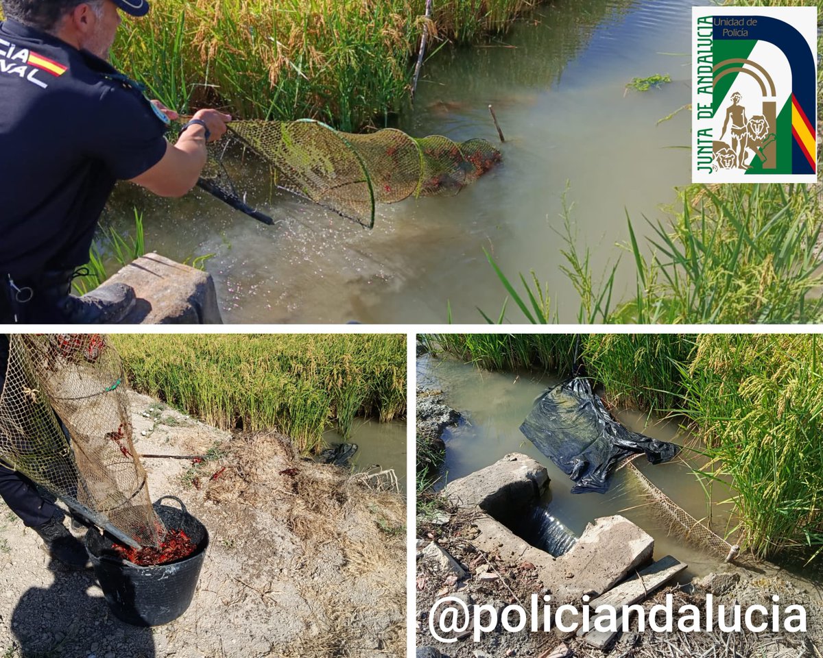policiandalucia's tweet photo. 🦞🚔 Control de pesca en los arrozales de #IslaMayor
👮♂️@policiandalucia denuncia a 2 personas por pescar sin la preceptiva licencia durante un dispositivo de vigilancia y control
🍃 40 kg de cangrejo rojo intervenidos y devueltos al medio natura
@InteriorJunta
@JuntaSevilla https://t.co/ClkJbW5XZf
