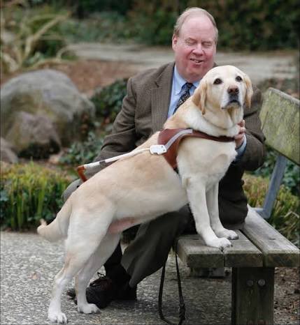 TRHLofficial's tweet photo. Roselle, a yellow Labrador retriever, is still remembered as one of the most remarkable guide dogs of her time. On the morning of September 11, 2001, she quietly steered her blind handler, and a number of other people, down 78 floors of the North Tower of the World Trade Center, only minutes before the building came down.
Michael Hingson was at work that day on the 78th floor. Blind from birth, he had Roselle with him, as he did every day. When a sudden explosion slammed through the tower, the floor lurched and the windows filled with fire and falling debris. Evacuation could not wait.
Hingson already knew the building’s layout and emergency routes. He put his trust in Roselle and they started down.
The descent covered more than 1,460 steps through stairwells thick with smoke and the smell of jet fuel. Frightened coworkers fell in behind them. Some people froze. Near the 50th floor, panic began to spread. Hingson’s even voice and Roselle’s steady pace helped the group keep moving. Around here, Roselle would stop to give kisses to a lady having a panic attack.
At the lobby they were told wreckage and bodies were dropping outside. They cut through a neighboring building and took shelter in a subway station, where the air was clearer. Above them they could hear the towers collapsing. Roselle repeatedly stopped Hingson at unsafe spots and would not go forward until the path was clear. Those pauses protected the people with her.
In the days that followed, the two of them came to stand for more than survival. They became a public example of trust, composure, and resilience. In 2002 the American Kennel Club recognized Roselle for what she had done. She later developed health problems that were likely linked to the attacks, but she remained at Hingson’s side for another seven years.
Roselle was a very good girl.