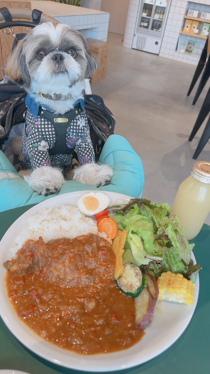 chris49891's tweet photo. 雨の降ってない軽井沢まで遊びに行ったよ🐾
#シーズー #shihtzu
#asknowas #asknowasdewan
#snobbishbabies https://t.co/2VVlVdnD4a