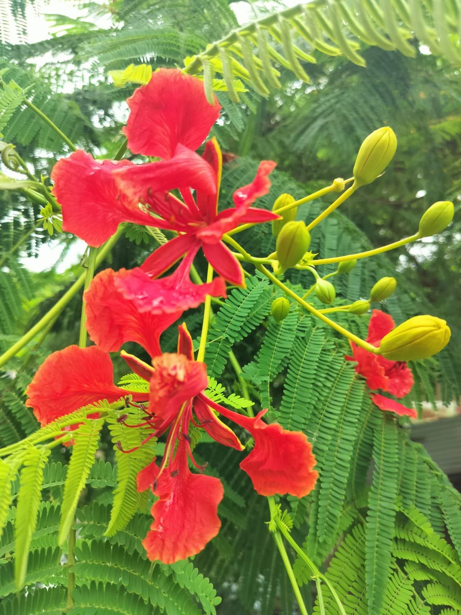 Lone_ridder's tweet photo. Red against all that green. nature really does it best. Gulmohar in full bloom... https://t.co/kFhyBxr7Tr