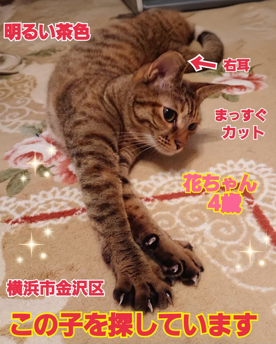 squirrelemi's tweet photo. 猫を探しています。花ちゃん4歳。明るい茶色、右耳がまっすぐカット（V字のサクラカットではなく）2024年4月11日横浜市金沢区富岡東の自宅から私の不注意で外に出てしまい迷子のままです。些細な情報でもありましたら教えてください。皆さまご協力ありがとうございます。
#猫を探しています
#拡散希望 https://t.co/LAyrIrRwk4