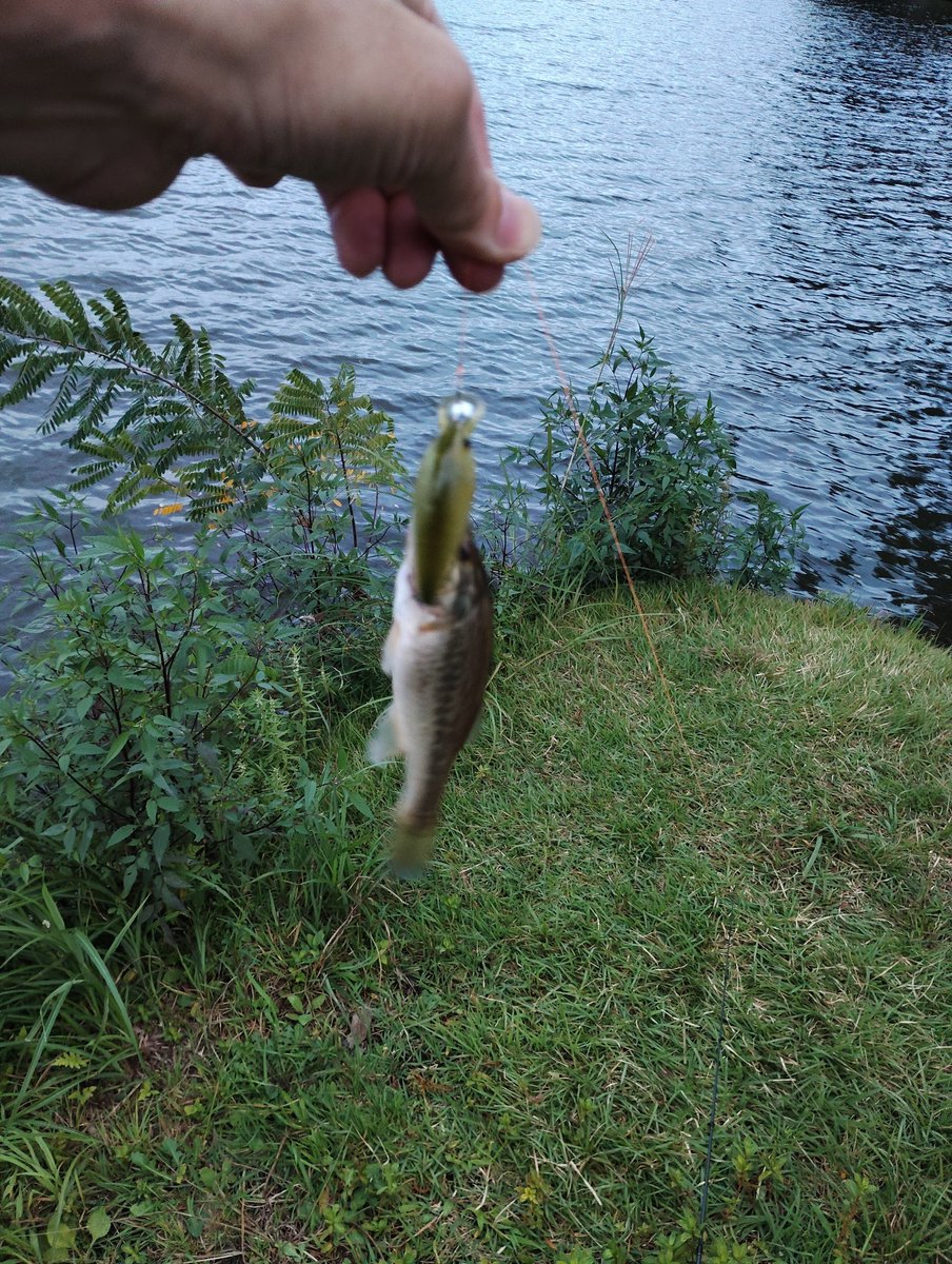 getgetwild's tweet photo. 夕方前から釣り。なんか秋が近づいて浅いルアーが反応が渋いので、僅かに深く潜るシャロークランクで子バス5匹。殆どの人は小さいワームで攻めるからバスもスレて釣れない様子。人気定番スポット以外で大きいのは何処にいるか、探ってるんだけど。💨 https://t.co/Z75MfWh6EZ
