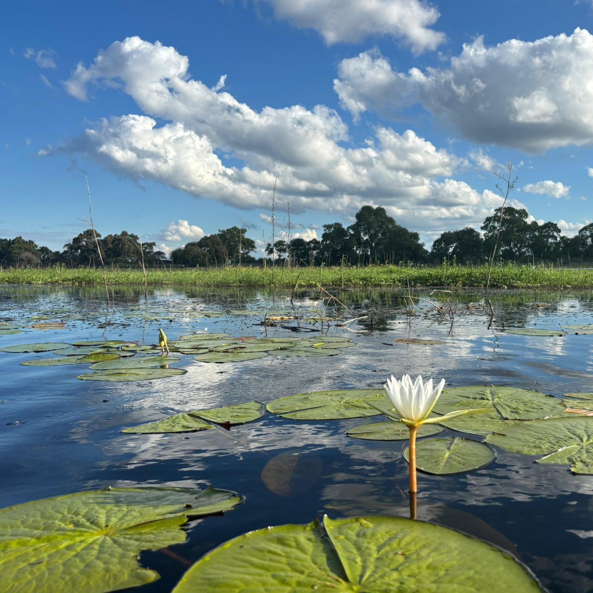 WorldBankWater's tweet photo. Climate change, urbanization &amp; agriculture are straining the Cubango-Okavango. Under #WaterForward, @WorldBankGroup is helping 3 countries build a long-term financial platform to protect one of Africa's most biodiverse basins. Read more: https://t.co/ybPsLnlSeC

#WorldWaterWeek https://t.co/rwsmjmYMb1