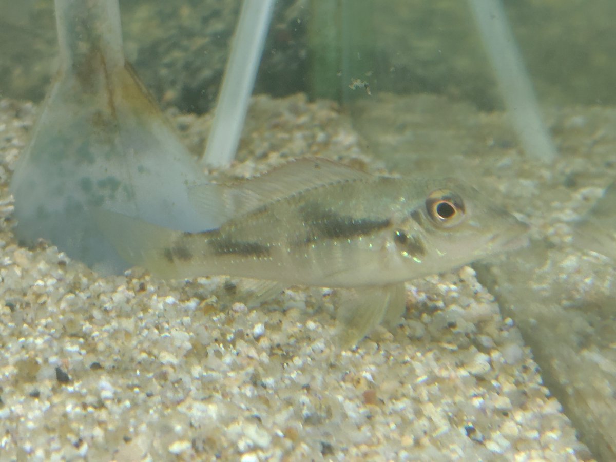 S_Pisces2026's tweet photo. レトロクルス  ラピディフェル
5~6cm https://t.co/QXn8OAM6i7