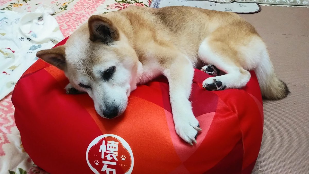 sasami0124's tweet photo. 【わんこのこと】���ッグフード「懐石」のキャンペーンで犬をダメにするクッションが当選。早速乗せてみたけどクッションは小型犬用かな、体がはみ出ちゃう。自分からクッションに乗れないので食後乗せてリラックスさせようと思います。 #柴犬 #15歳11カ月 #秘密結社老犬俱楽部 #認知症白内障 #当選報告 https://t.co/7ZRxH8Usgs