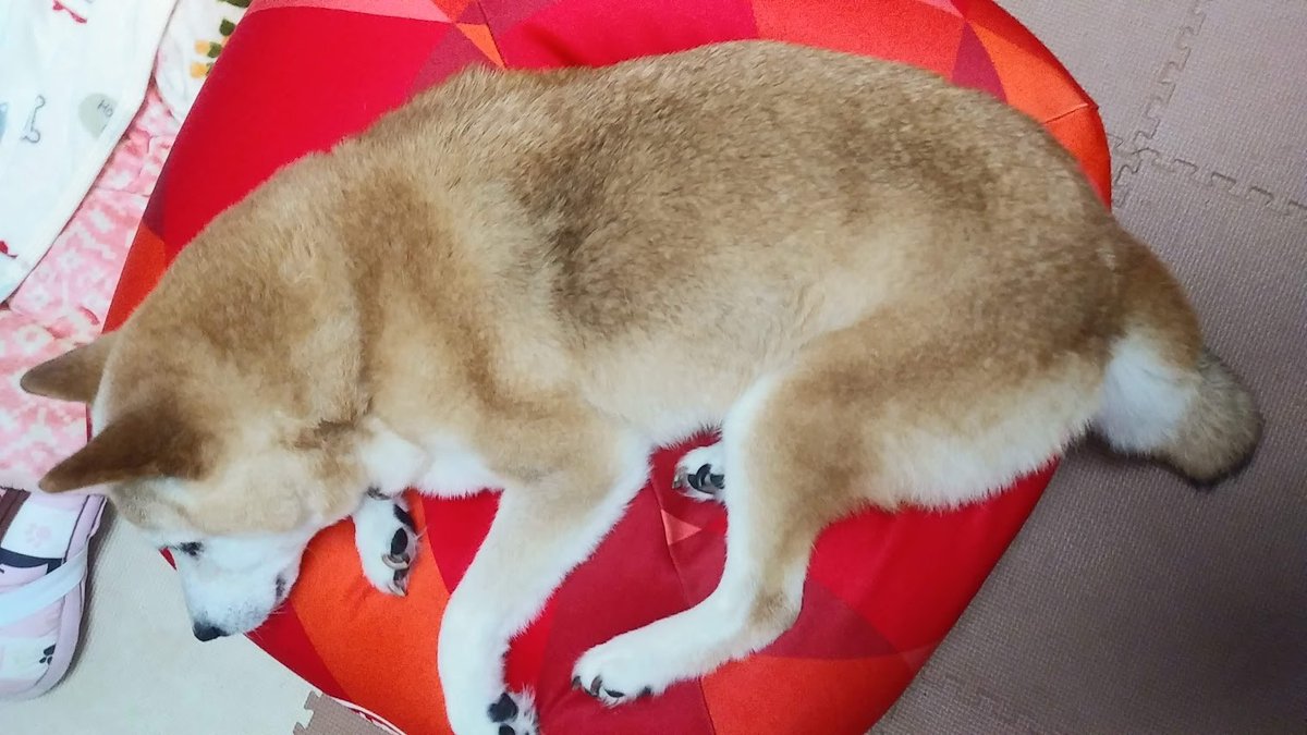sasami0124's tweet photo. 【わんこのこと】���ッグフード「懐石」のキャンペーンで犬をダメにするクッションが当選。早速乗せてみたけどクッションは小型犬用かな、体がはみ出ちゃう。自分からクッションに乗れないので食後乗せてリラックスさせようと思います。 #柴犬 #15歳11カ月 #秘密結社老犬俱楽部 #認知症白内障 #当選報告 https://t.co/7ZRxH8Usgs