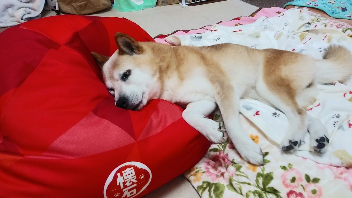 sasami0124's tweet photo. 【わんこのこと】���ッグフード「懐石」のキャンペーンで犬をダメにするクッションが当選。早速乗せてみたけどクッションは小型犬用かな、体がはみ出ちゃう。自分からクッションに乗れないので食後乗せてリラックスさせようと思います。 #柴犬 #15歳11カ月 #秘密結社老犬俱楽部 #認知症白内障 #当選報告 https://t.co/7ZRxH8Usgs