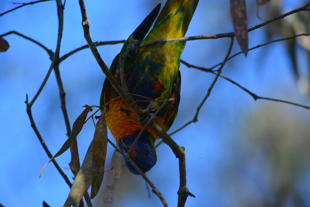 murraycoombe's tweet photo. Rainbow lori having a snack https://t.co/zyny4va5xS