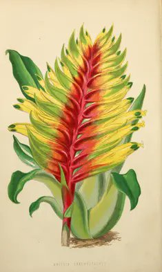 snedgus's tweet photo. Flowers and the park.    The floral world and garden guide, by S Hibberd, several volumes .....https://t.co/vgwHz99AxM   #Floriculture  #Flowergardening #periodicals https://t.co/RJ40GE4GlS