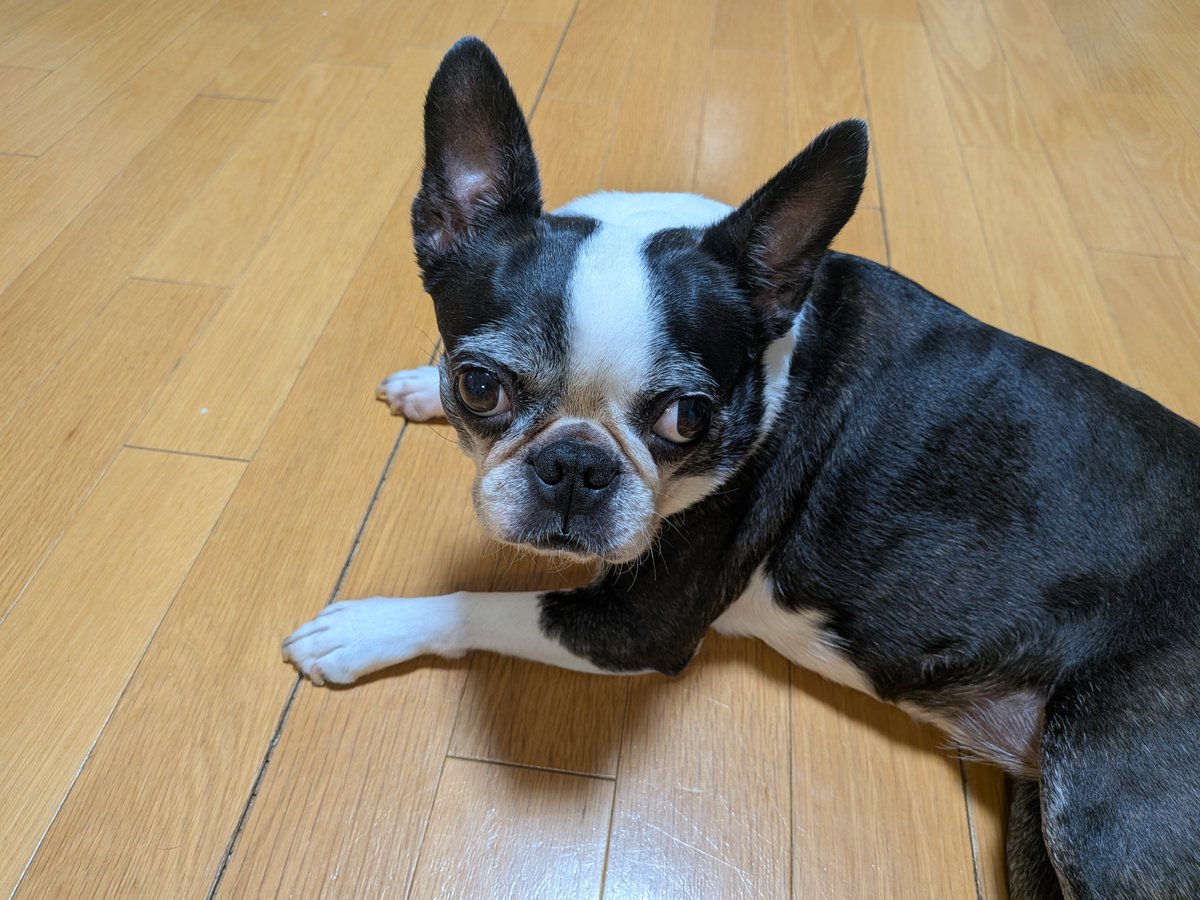 inotinn's tweet photo. まつ毛メイクしてるみたい・ω・ https://t.co/A1sEyA16HF
