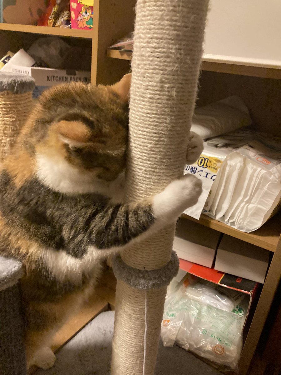 cat_akubi's tweet photo. 年季入ってボロボロになったキャットタワー、買い替えを考えたけどあおちゃん親子が来た時に買ったやつだし捨てたくないな…
って事で爪研ぎの紐を巻き直した👍

めちゃくちゃ面倒だったけど、まだ使えそうで嬉しい☺️ https://t.co/VDxwl2lT9z