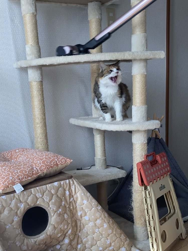 cat_akubi's tweet photo. 年季入ってボロボロになったキャットタワー、買い替えを考えたけどあおちゃん親子が来た時に買ったやつだし捨てたくないな…
って事で爪研ぎの紐を巻き直した👍

めちゃくちゃ面倒だったけど、まだ使えそうで嬉しい☺️ https://t.co/VDxwl2lT9z