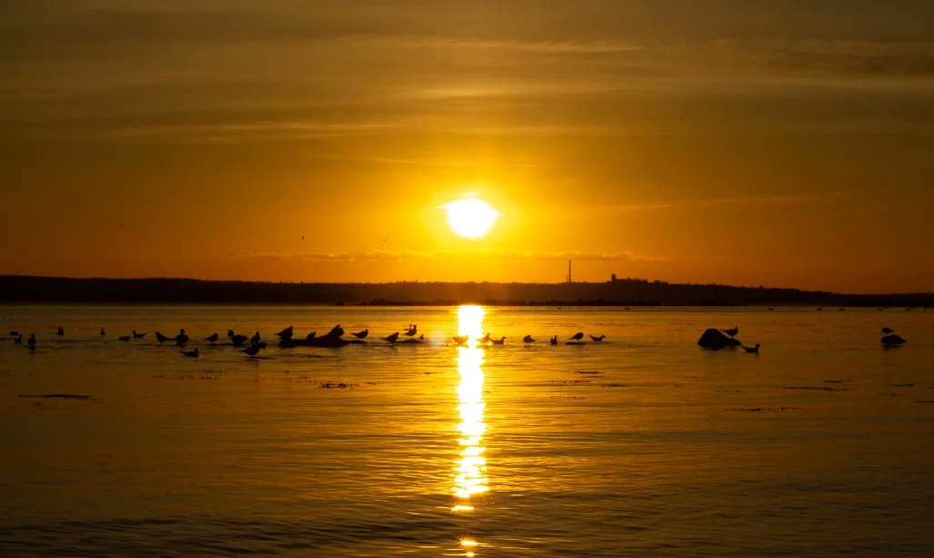 SanHarry1D's tweet photo. The horizon hums in orange and gold https://t.co/EUuwhNRdaD