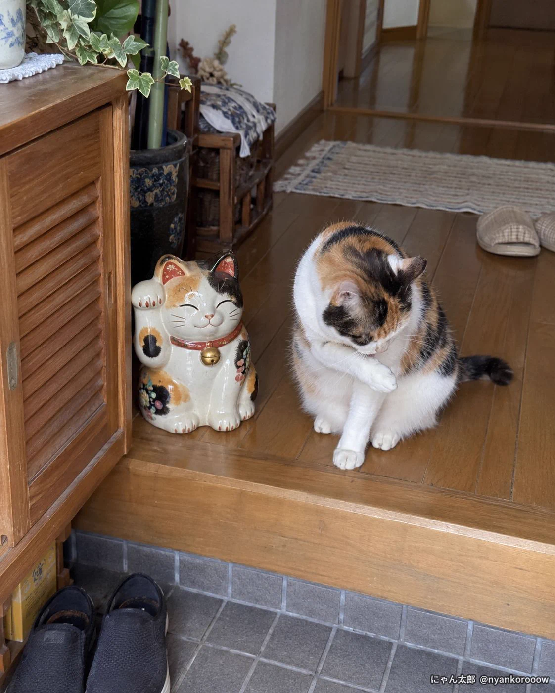 にゃん太郎｜猫画像｜Funny Cats on X: 