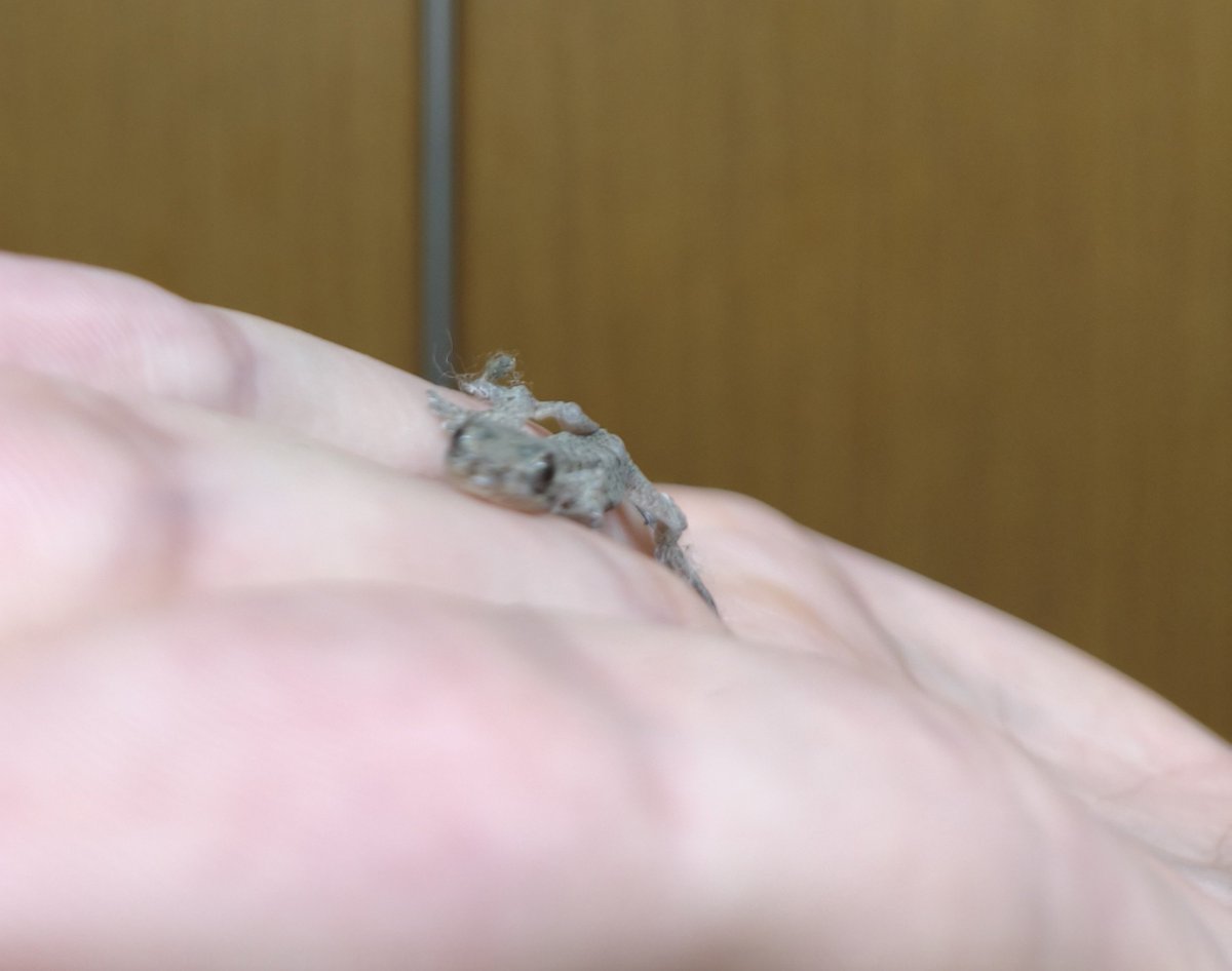 DQRdrnb's tweet photo. 窓の隙間から入り込んだのかな？
ヤモリの幼体かわよ〜 https://t.co/eKfP6myCPN
