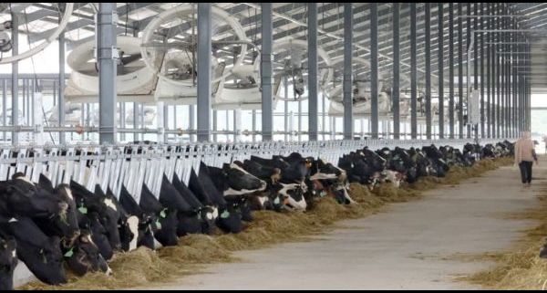 davidca45776704's tweet photo. Jemaluang Dairy Valley targets 5. 5 million litres of fresh milk by end-2026, after producing 3 million litres by July 26. The project has 1, 900 dairy cows, with more entering lactation to boost output. https://t.co/hVq9Bmls1M