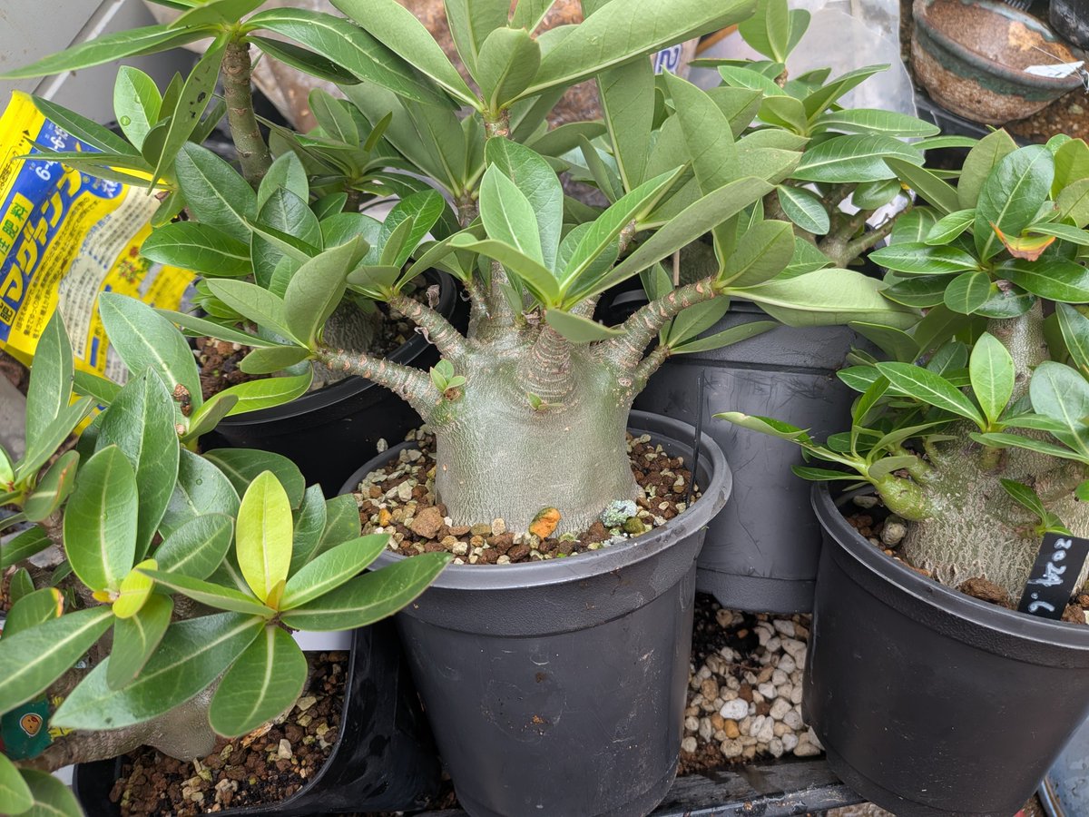 Gashu's tweet photo. ゴジとかエイリアンとか
最近植え替えたはずなのに鉢が変形してた。
連日の雨で根がギッチギチ
#アデニウム https://t.co/C85AMqnCR5