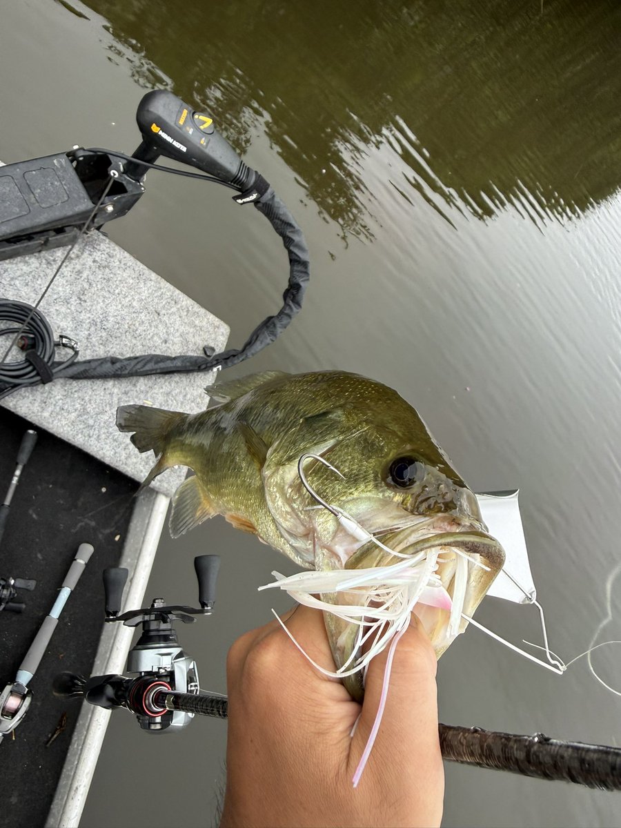 YFISHING52's tweet photo. 夜勤明け13時からアルミ〜
減水早いなー

要所でクランクスピナべ  他ずっとバズ 
出るけどちっこいのばっかで あんくらいのはデラバズとかパピーで遊んでもろて

いつ出てもおかしくないドキドキワクワクなトップ バズ やっぱ好きだな〜 https://t.co/2NvCcMxkLo