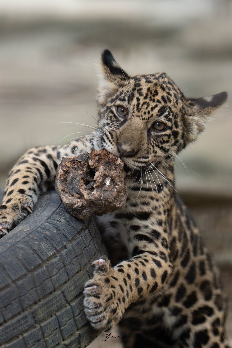 yanasea_z_'s tweet photo. ママ色おとこの仔🐈‍⬛
パパ色おんなの仔🐈

ジャガー
とべ動物園 📷2026.09.06 https://t.co/dgNZOgqJc0