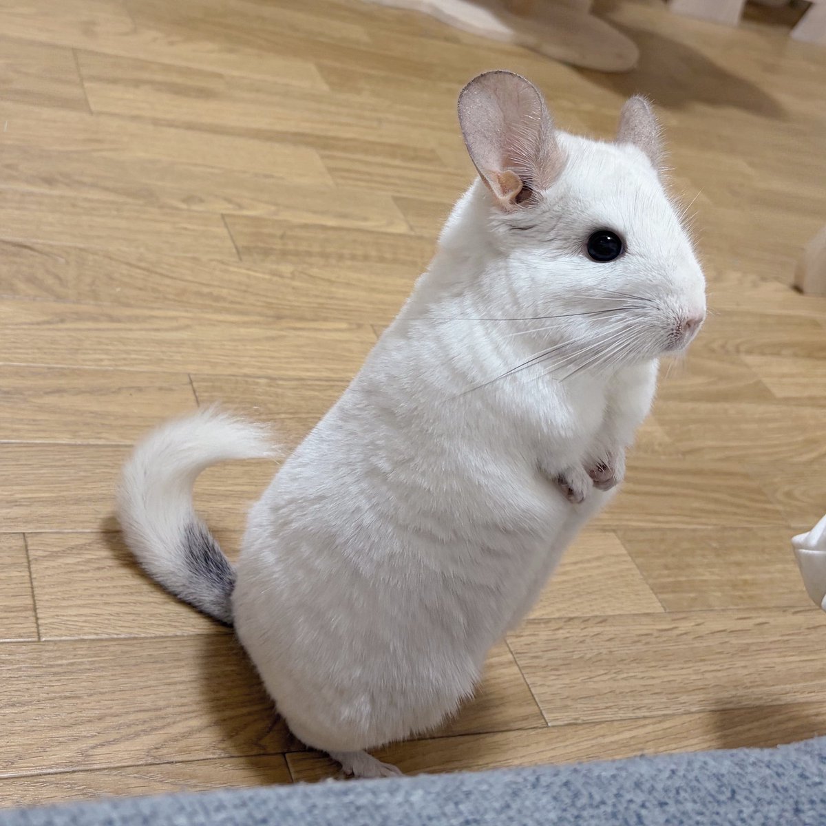 oisioisioi's tweet photo. にょき https://t.co/LWNQOJG5QN