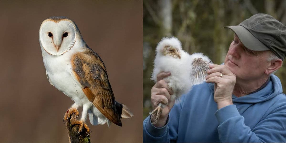 giveashitnature's tweet photo. Somewhere between 75 and 80% of Britain's barn owls now have to nest in a box somebody built for them. One man has built 350 of them.

The reason the number is that high is that almost everything they used to nest in is gone. Hollow trees came down. Old barns got converted into houses or replaced with sealed steel sheds. 

The rough field margins where voles live got farmed right to the edge, so even where a bird finds a site there's often nothing to feed a brood. 

Add road deaths and rodenticide moving up from poisoned mice, and the species spent most of a century sliding toward extinction.

Robert Salter, a bricklayer from Camerton in East Yorkshire, has been working to save the barn owl for 35 years. He has no grants, no formal organization, no funding. He started at 21 after watching a news segment about a man in Lincolnshire putting up owl boxes.

Every June he takes four weeks off work, unpaid, and does the rounds with his wife Sue. Up ladders into farm sheds and trees, checking boxes, repairing them, weighing and ringing owlets under a British Trust for Ornithology license. He built a brick owl tower in his own garden, and a pair in it raised five young this year.

Last season he ringed 308 owlets. The year before it was 95.

That jump was mostly due to voles. Barn owl breeding tracks field vole numbers, which boom and crash on their own schedule, and 2025 was a boom year in his patch. Across the rest of England it was a poor season, dry spring, thin grass, not enough cover for voles.

That's what a box does. It doesn't create owls. It makes sure that when the food is there, there's somewhere to raise a brood, and the good year actually converts into more birds.

"I don't see it as a hobby," he told the Yorkshire Post. "I see it as my duty. As long as I can keep doing it I will keep doing it."