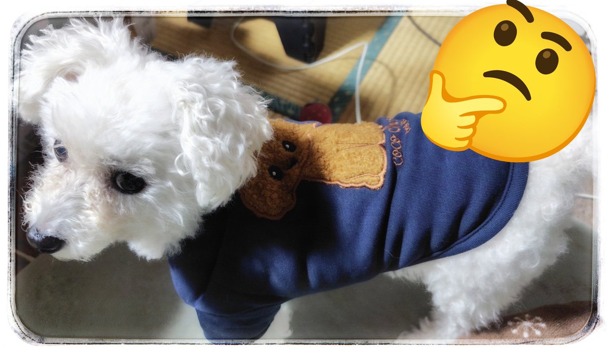 azumaai's tweet photo. しまむらのワンコ服
Mサイズ…ぴったぴた💦
脱がせる時に凄く苦労する😨

でもLサイズにしても、今度はゆるくなるから遊びで動いた時に袖踏んで(抜けて)危なかったりするし…

MとLの狭間サイズが欲しい😵 https://t.co/KvdX9Glfsv