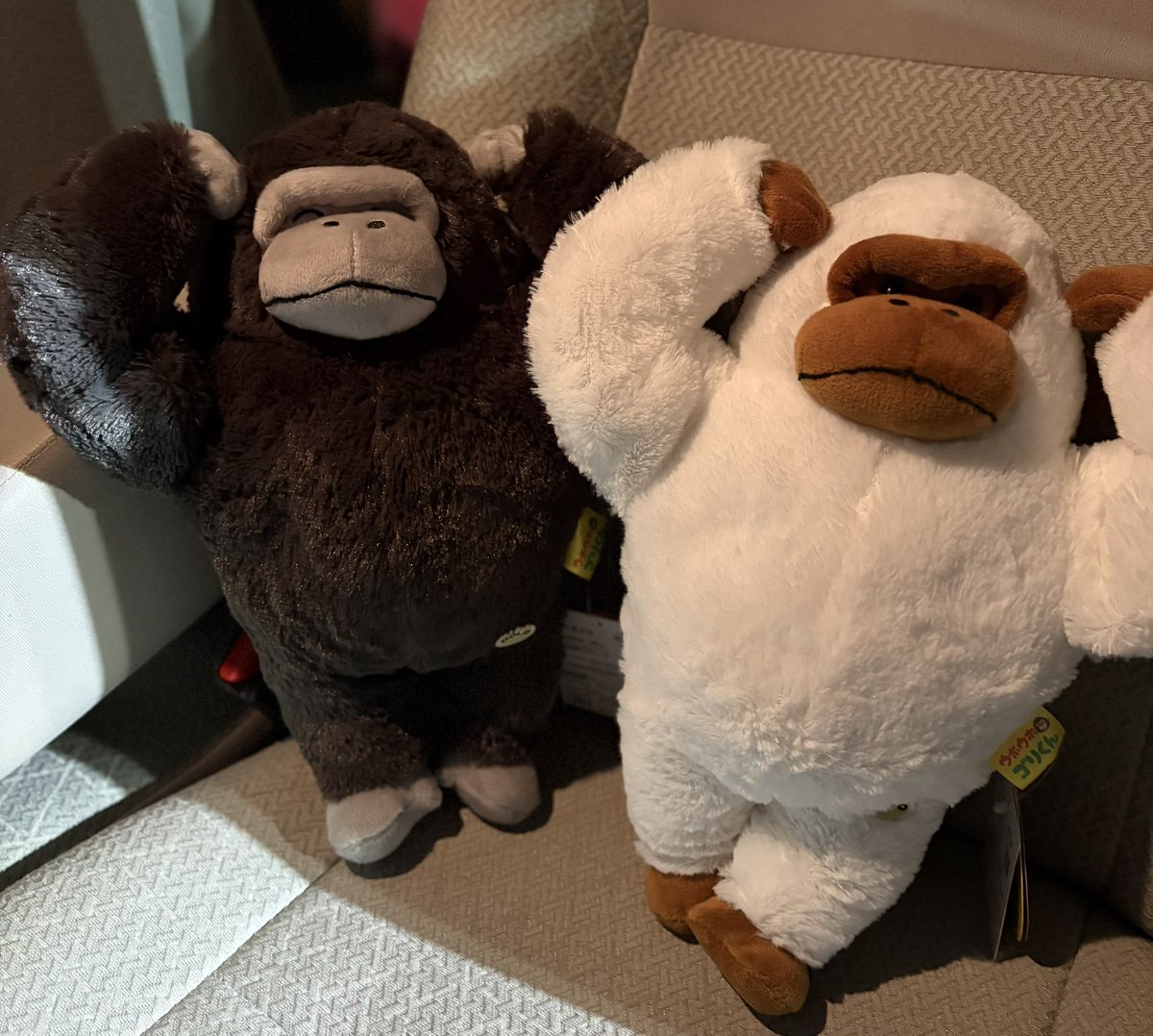 changorihouse's tweet photo. やっと出会えた〜パンプアップ
探してたよ😆さぁ一緒に帰ろ
#ウホウホゴリくん
#パンプアップジャンボ
#ぬい活
#ウホウホゴリラ
⚠️大きい虫の音に注意 https://t.co/6HIsK261yL