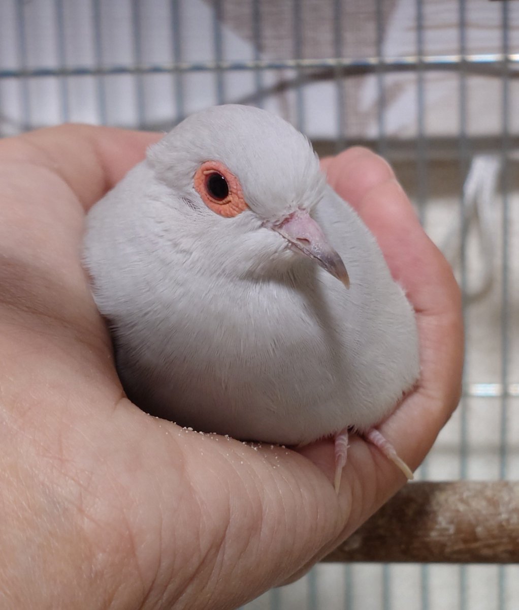 sashimi_hato's tweet photo. 今日も握られて溶けてます
 #ウスユキバト https://t.co/3fYrXsANBF