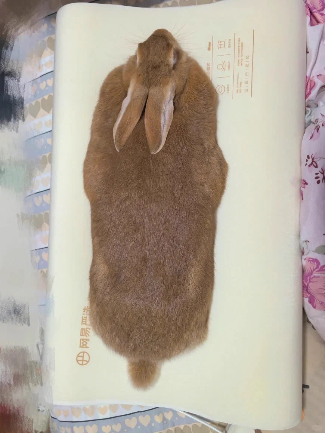 Why you should have a rabbit on X / X