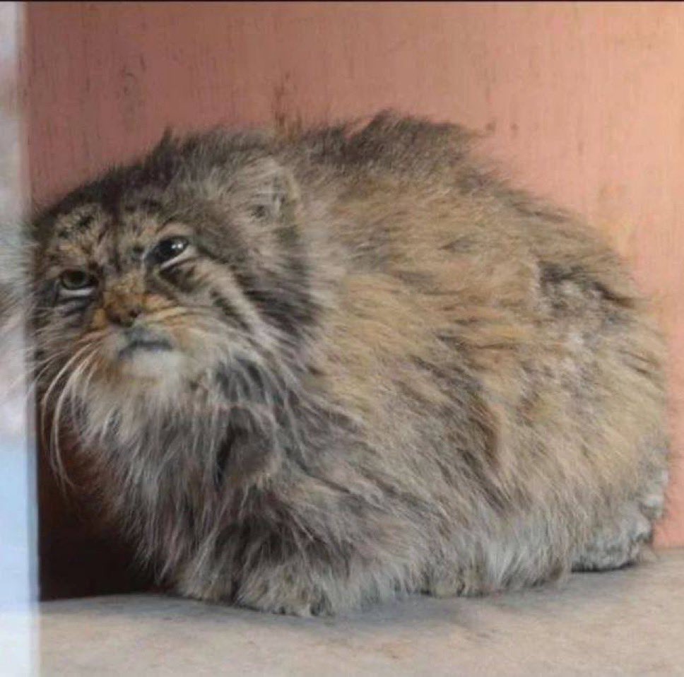 Hazel_1996_'s tweet photo. @nemo_patiens Manul morning https://t.co/49gr4JoZuh