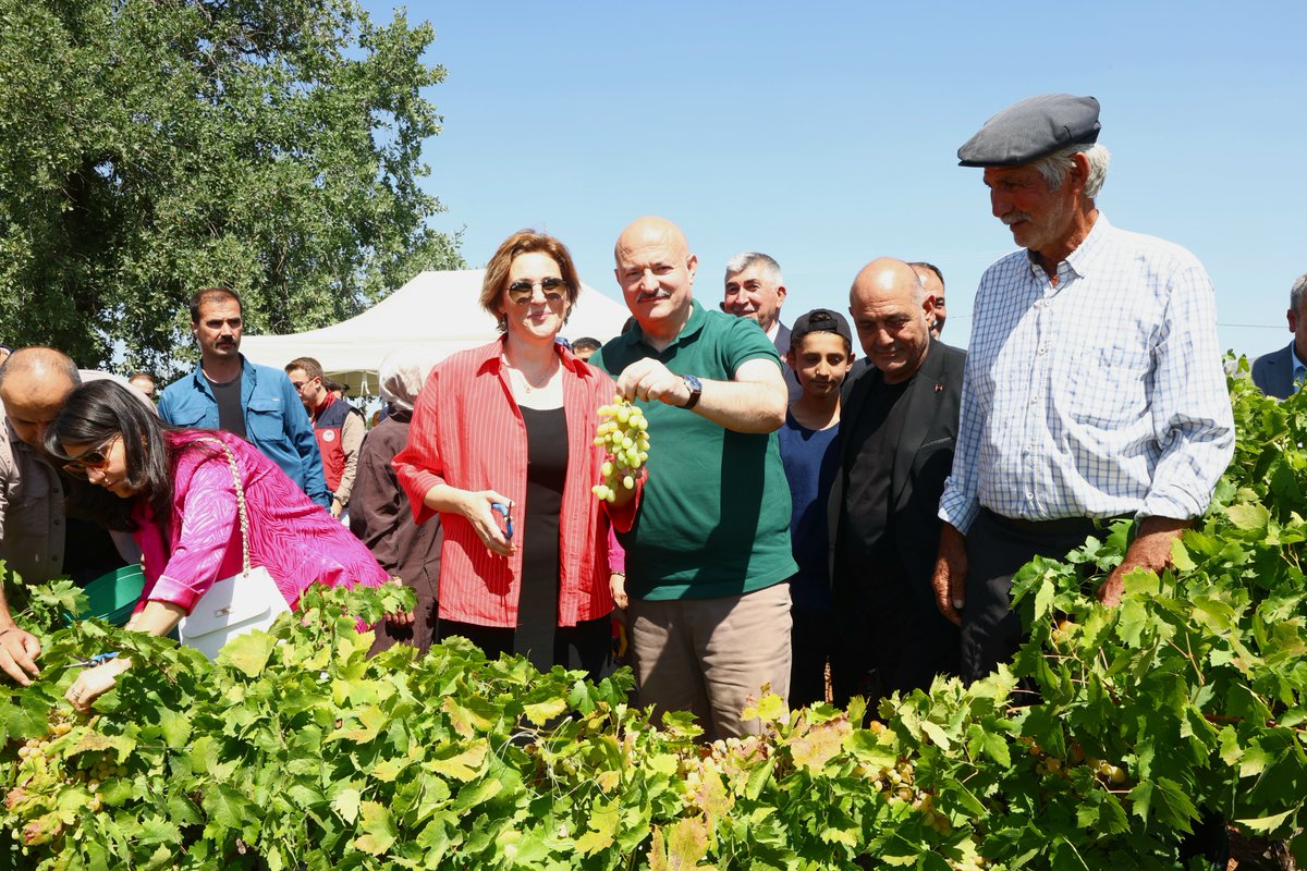 adiyamangovtr's tweet photo. 📍 Gölbaşı/Belören Beldesi 

Toprağın emeğe, emeğin berekete dönüştüğü Gölbaşı’mızda bağ bozumu heyecanı başladı. 🌿

Kadim tarım kültürümüzün önemli değerlerinden, kendine özgü aroması ve yöresel lezzetiyle öne çıkan Gölbaşı Peygamber Üzümünün tanıtılması ve bu eşsiz kültürel mirasımızın gelecek nesillere aktarılması amacıyla her yıl düzenlenen Bağ Bozumu Şenlikleri, Belören Beldemizde başladı.

Valimiz Sayın Abdullah Küçük, bağ bozumu şenliklerine katılarak Belörenli hemşehrilerimiz ve üreticilerimizle bir araya geldi.

Belde halkımızla bir araya gelen Valimiz Sayın Abdullah Küçük, asmalardan üzüm keserek hasadın bereketine ortak oldu. Üreticilerimizle sohbet eden Valimiz; kurutmalık, pestil ve pekmez yapımında kullanılan şıralık üzümlerin toplanmasından tanelenmesine ve sofralara ulaşmasına kadar geçen süreç hakkında çiftçilerimizden bilgi aldı.

Her salkımında alın teri, her bağında emek var.

Üreticilerimizin emeğine ve alın terine ortak olan Valimiz Sayın Abdullah Küçük, bereketli ve kazançlı bir hasat sezonu temennisinde bulundu.

Başta Belörenli hemşehrilerimiz olmak üzere, emeği ve alın teriyle toprağımıza hayat veren tüm çiftçilerimize bereketli ve kazançlı bir hasat sezonu diliyoruz.