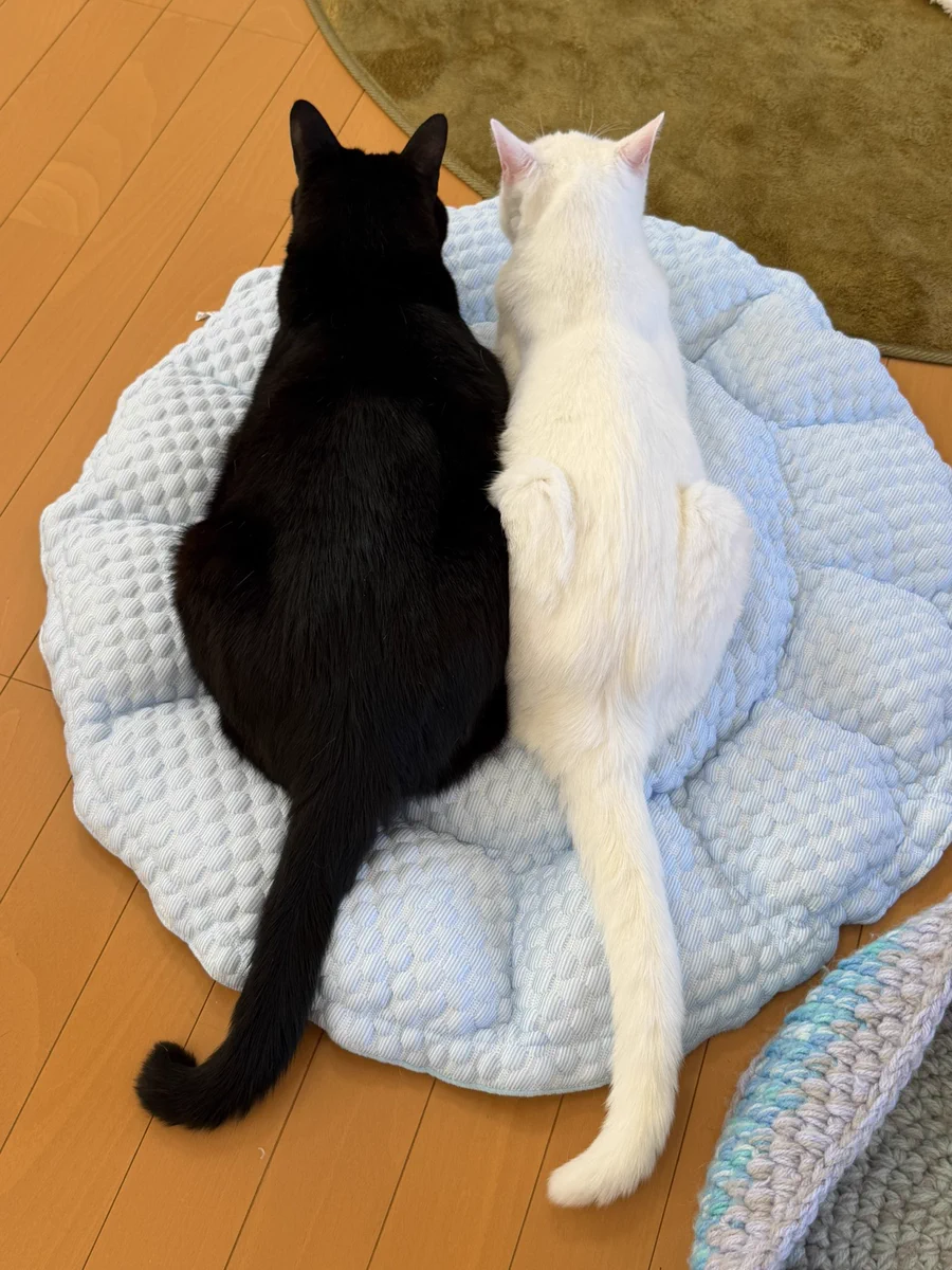 猫 カフェ 福 ねこ