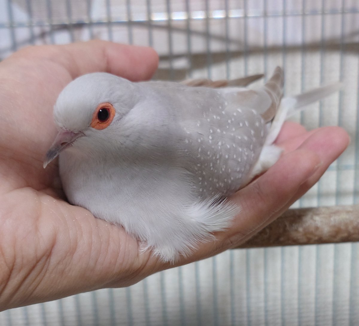 sashimi_hato's tweet photo. おててに住んでるの
 #ウスユキバト https://t.co/cpVdiFd8wU