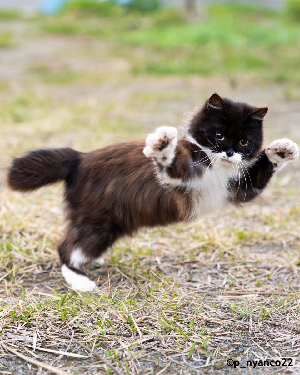 simabossneko's tweet photo. さあ来い🐾🐾全力で遊ぶぞ✨
Come on!  Let’s go all out! ✨

写真は、卓上週めくり「2027 ロビンカレンダー」より📸✨
The photo from “2027 Robin Weekly Calendar."

🎁 発売記念キャンペーン中
minne、メルカリshopsにて2,400円以上（送料を除く）ご購入いただいた方に、
今なら「リフレクションロビン」クリアファイルをプレゼント🐈‍⬛✨

ご購入はminne
https://t.co/klomLt6bHP 
↑↑Items can be purchased from overseas and shipped internationally.

メルカリShopsにて
https://t.co/QjLARDXz0x

#2027年カレンダー #猫 #cat
